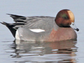 Eurasian Wigeon